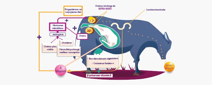 Mode d'action Repro Boost